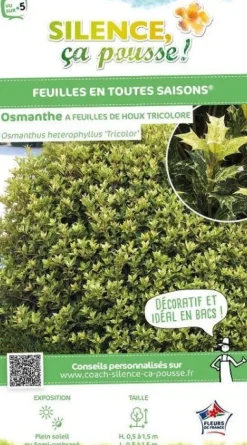 Osmanthe à feuilles de houx Tricolore Pot 4L