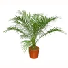 Palmier "Phoenix Canariensis" Pot Ø20cm