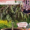 Pêcher nain "Crimson" Pot 7L SILENCE ÇA POUSSE