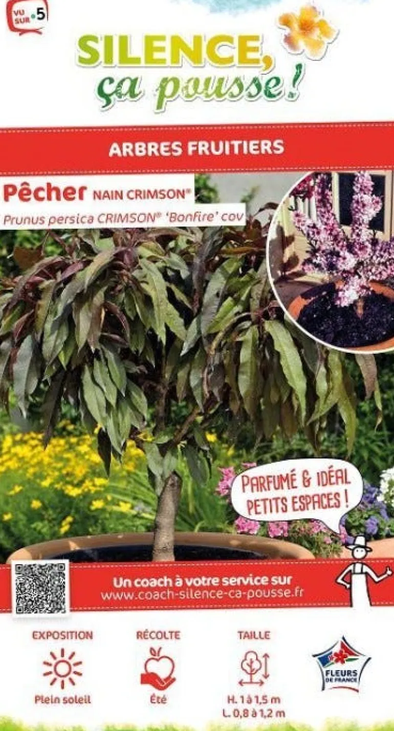 Pêcher nain "Crimson" Pot 7L SILENCE ÇA POUSSE