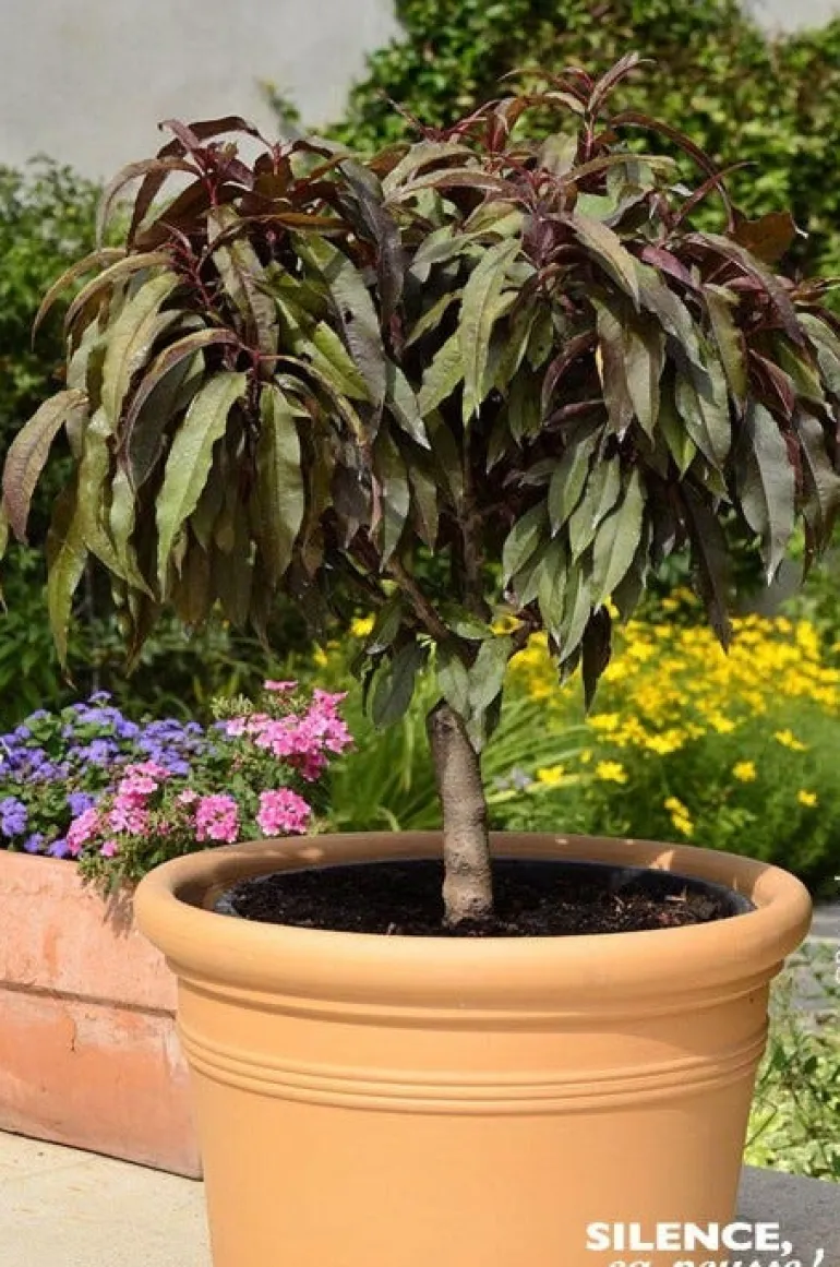 Pêcher nain "Crimson" Pot 7L SILENCE ÇA POUSSE