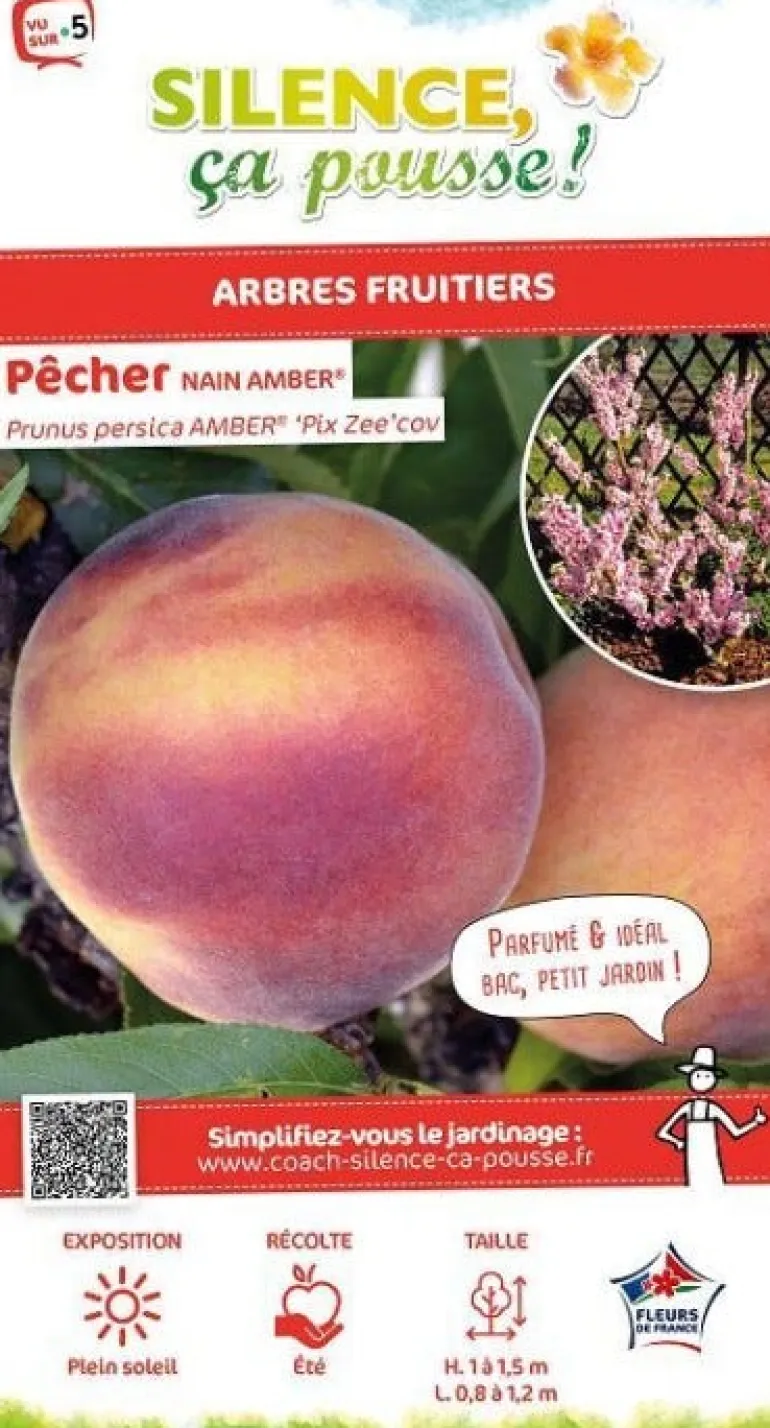 Pêcher nain "Amber" Pot 7L Tige 40cm SILENCE ÇA POUSSE