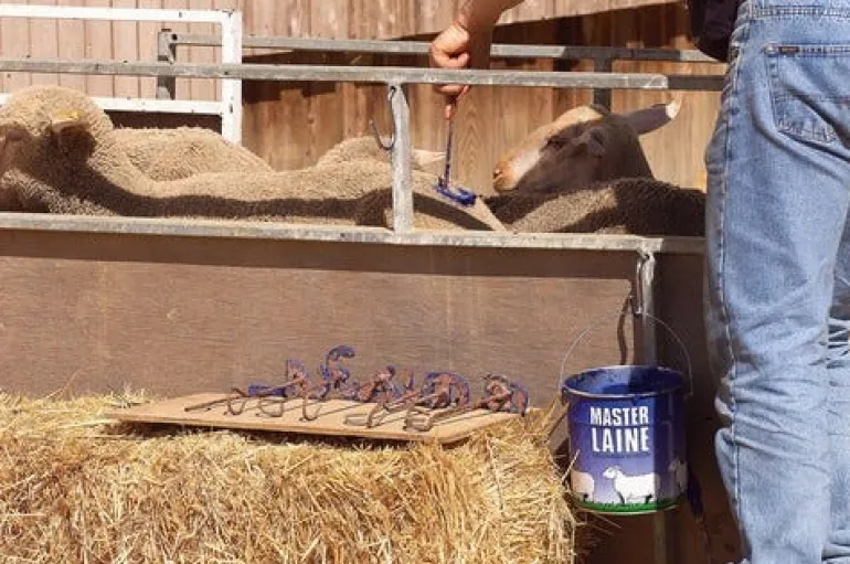 Peinture pour mouton 4kg bleue