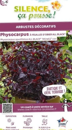 Physocarpus à feuilles d'obier "All Black" Pot 10L