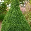 Épicéa blanc "conique" Pot 4L 40/50L SILENCE ÇA POUSSE