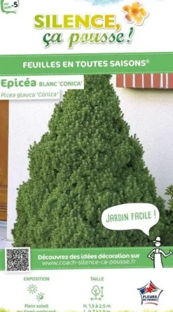 Épicéa blanc "conique" Pot 4L 40/50L SILENCE ÇA POUSSE