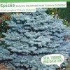 Épicéa bleu du Colorado nain Pot 4.5L SILENCE ÇA POUSSE