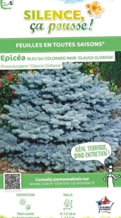Épicéa bleu du Colorado nain Pot 4.5L SILENCE ÇA POUSSE