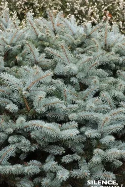 Épicéa bleu du Colorado nain Pot 4.5L SILENCE ÇA POUSSE