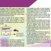Piège à frelons asiatiques (sans appât) ACTO