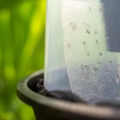 Pièges à moustiques tigre d'extérieur BG-GAT2 (x2) BIOGENTS