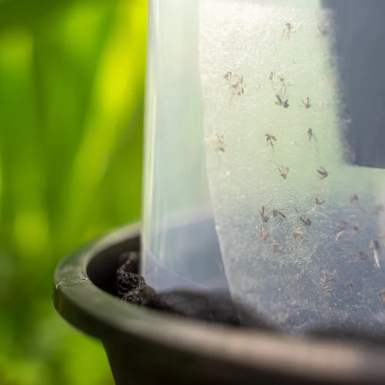 Pièges à moustiques tigre d'extérieur BG-GAT2 (x2) BIOGENTS