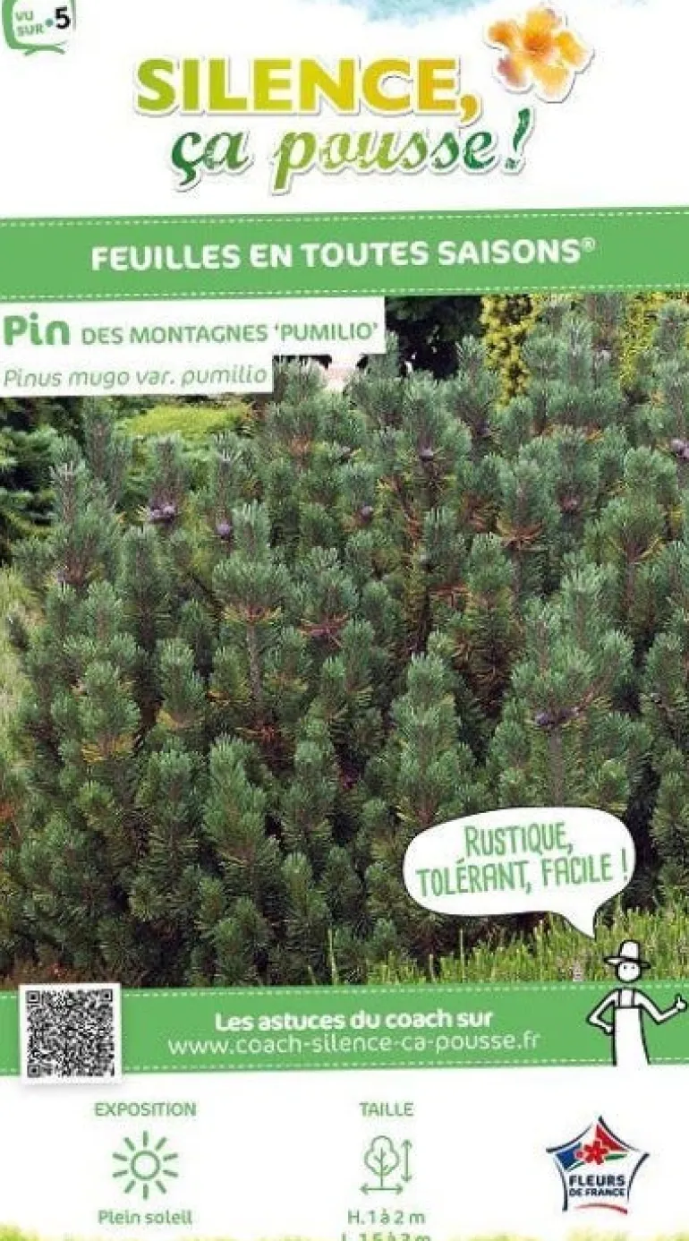 Pin de montagne nain "Pumilio" Pot 2L SILENCE ÇA POUSSE