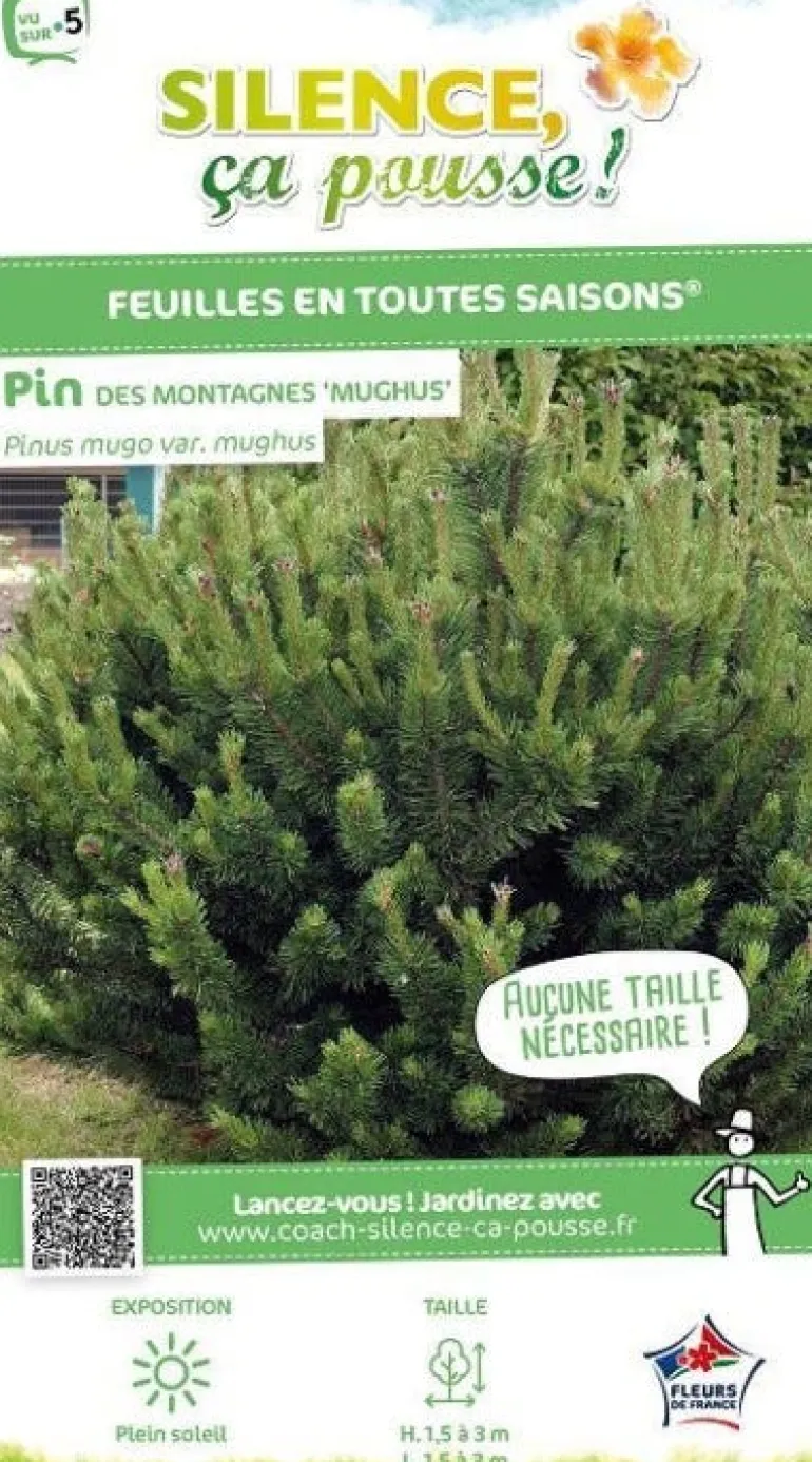 Pin de montagne Pot 2L SILENCE ÇA POUSSE