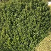 Pittosporum à petites feuilles IRISH LUCK Pot 4,5L