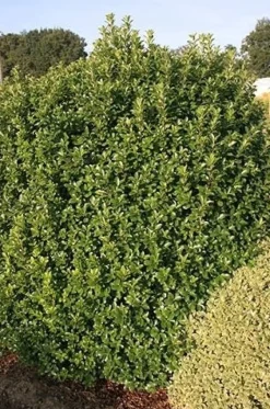 Pittosporum à petites feuilles IRISH LUCK Pot 4,5L