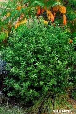 Pittosporum "Emerald Dome" Pot 4,5L SILENCE ÇA POUSSE