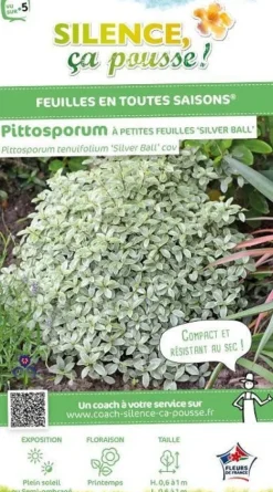 Pittosporum à petites feuilles "Silver Ball" Pot 7L