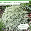 Pittosporum à petites feuilles "Silver Ball" Pot 4,5L