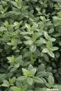 Pittosporum à petites feuilles "Silver Ball" Pot 4,5L