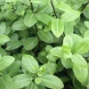Pittosporum à petites feuilles "Golf ball" Pot 7L