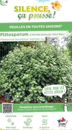 Pittosporum à petites feuilles "Golf ball" Pot 7L
