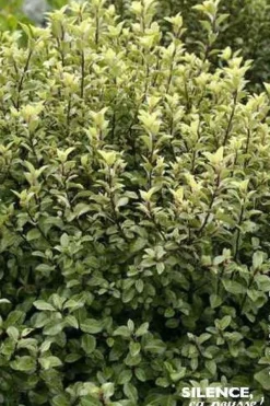 Pittosporum à petites feuilles "Green Elf" Pot 4,5L