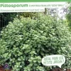 Pittosporum à petites feuilles "Golf ball" Pot 4,5L