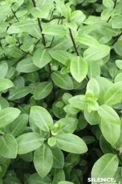 Pittosporum à petites feuilles "Golf ball" Pot 4,5L