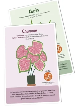 Plantes d'intérieur. Cartes en main !