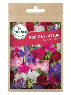 Pois de Senteur Cupidon varié 6g CAILLARD