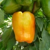 Poivron jaune "Favolor" Pot 0.5L