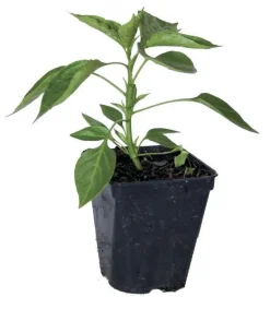 Poivron jaune "Favolor" Pot 0.5L