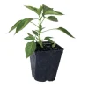 Poivron Mini Carré Rouge "Popti" Pot 0.5L