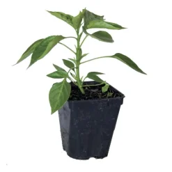 Poivron Mini Carré Rouge "Popti" Pot 0.5L