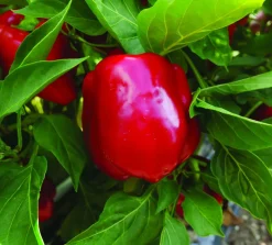 Poivron Mini Carré Rouge "Popti" Pot 0.5L