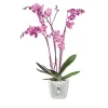 Pot Brussels orchidée Ø13 cm transparent