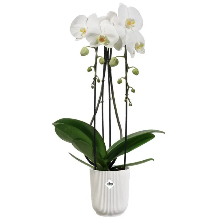 Pot Vibes spécial orchidée Ø13 x 15 cm blanc