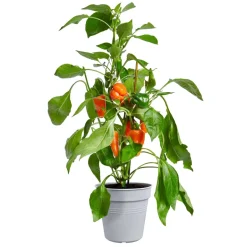 Pot de culture Green Basics Ø30cm violet ELHO
