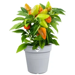 Pot de culture Green Basics Ø17cm violet ELHO