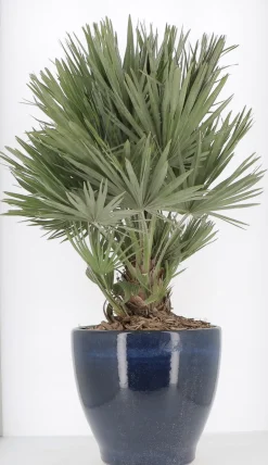 Pot Egg en céramique émaillée bleu Ø25,3x21,5cm