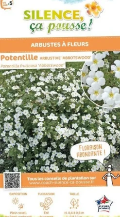 Potentille arbustive "Abbotswood" Pot 4.5L SILENCE ÇA POUSSE