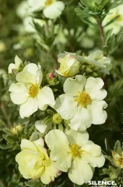 Potentille arbustive "Cream'issima" Pot 4L SILENCE ÇA POUSSE
