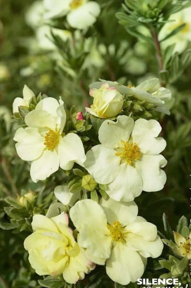 Potentille arbustive "Cream'issima" Pot 4L SILENCE ÇA POUSSE