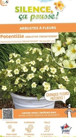 Potentille arbustive "Cream'issima" Pot 4L SILENCE ÇA POUSSE