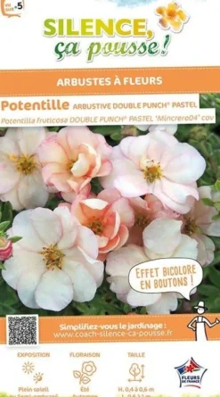 Potentille arbustive "Double Punch Pastel" Pot 4L