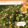 Potentille arbustive "Double Punch Peach" Pot 4L