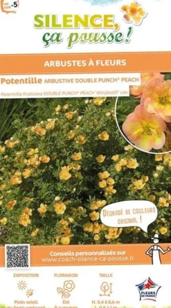 Potentille arbustive "Double Punch Peach" Pot 4L