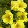 Potentille arbustive "Double Punch Gold" Pot 4L