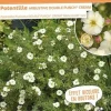 Potentille arbustive "Double Punch Cream" Pot 4L